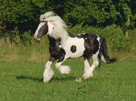 Cob pony wanted