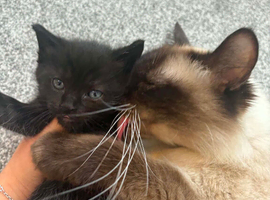 Mainecoon x ragdoll kittens