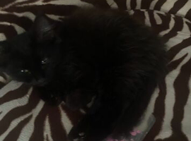 Long haired female kitten - very fussy and playful