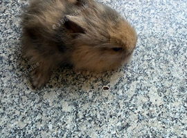Baby lion heads for sale