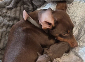 Isabella male miniture Dachshund