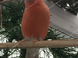 Wanted  Hen   Sib Bullfinch