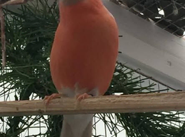 Wanted  Hen   Sib Bullfinch