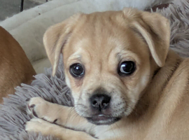 Pomapug puppies