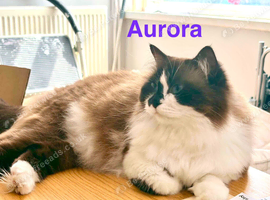 2x Ragdoll females for sale