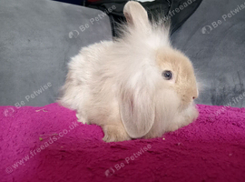 Baby mini lion lops ready now