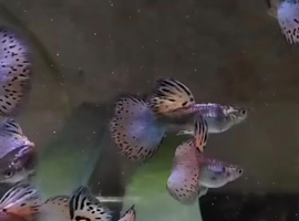 Pink glass guppys