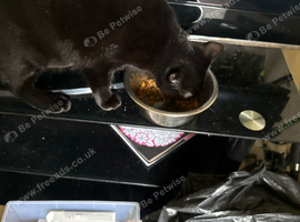 Black cat 2 years old