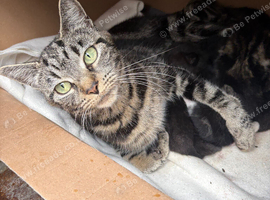 5 kittens for sale