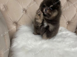 Charming Pomeranian boy - RARE