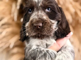 Beautiful Cocker Spaniel Puppies &ndash; 4 Boys & 2 Girls Available