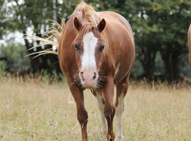 PERFECT COMPANION PONY