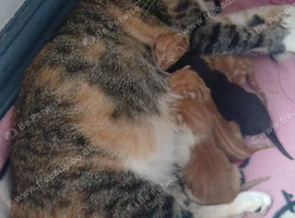 Kittens