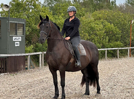 Friesian cross gelding all rounder black