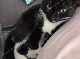 7 month old cat