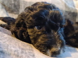 Last boy from litter