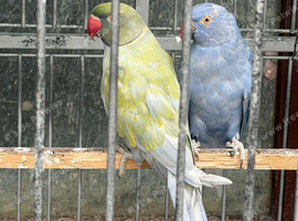 Blue and purple breeding pair