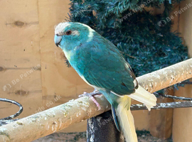 Mixed kakariki