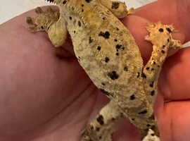 2 x Crested Gecko&rsquo;s with full setup