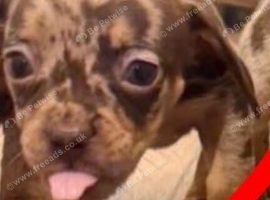Dachshund puppies for sale