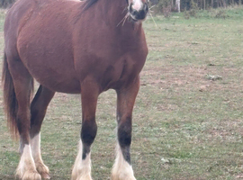 Stunning cob x Welsh d yearling colt
