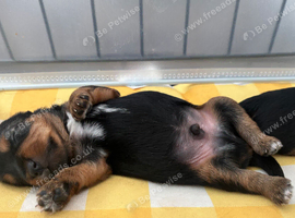 Yorkshire terrier puppies for sale