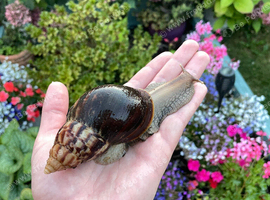 Giant African Snail sub adult for sale!