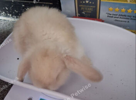 3 beautiful mini lops