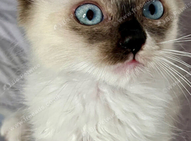 LAST 2 - READY NOW RAGDOLL KITTENS