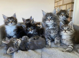 I take in kittens that are no longer wanted