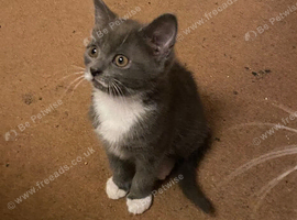 Last little girl from litter