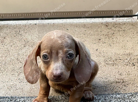 Miniature dachshund
