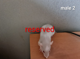 Baby rats dumbo and top ear-ALL SOLD!