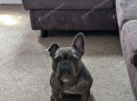 bonnie