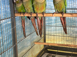 Green Cheek Conures