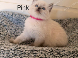 4 girls left - purebred blue point & mitted ragdolls
