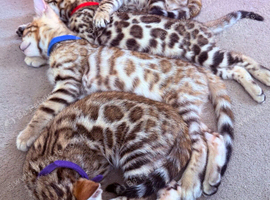 Stunning Bengal Kittens. TICA Registered. 1 Boy and  2 Girls available