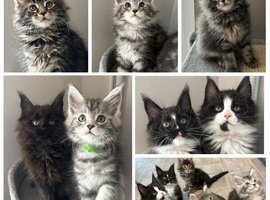 AMAZING TICA REGISTERED MAINE COON KITTENS