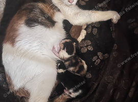 Calico / ginger kittens