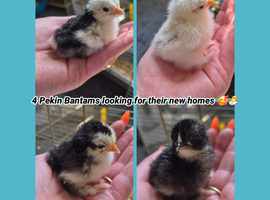 Pekin bantam chicks for sale