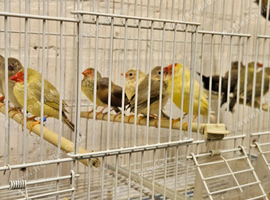 Star finch