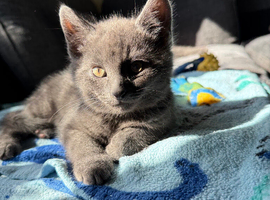 Grey British shorthair kitten