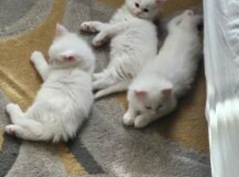 3 Maine Coon kittens, 1 girl, 2 boys