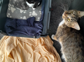 3 kittens looking for forever homes