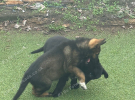 GSD PUPPIES