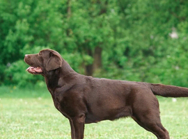 Beautiful Show English Labrador Chocolate Female