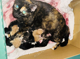 Beautiful really social kittens used to kids and dogs