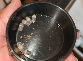 Panda King Isopods