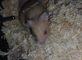 Baby Syrian Hamsters