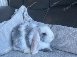 Mini lop litter. Ready now
